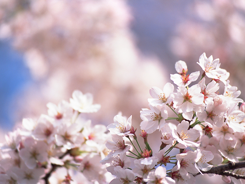 新生活の幕開け！”桜カラー”で大人可愛い春インテリア