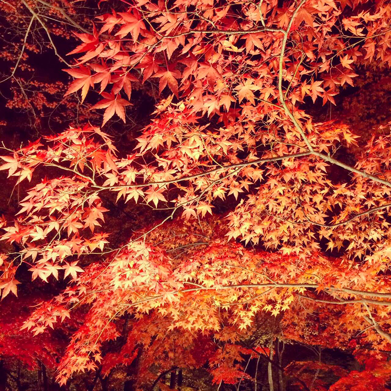 秋といえば紅葉！月の石公園に綺麗な紅葉を観に行きました！