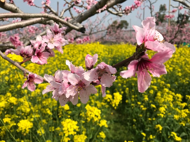 春爛漫🌸！いろんな花のお花見を楽しんできました♪