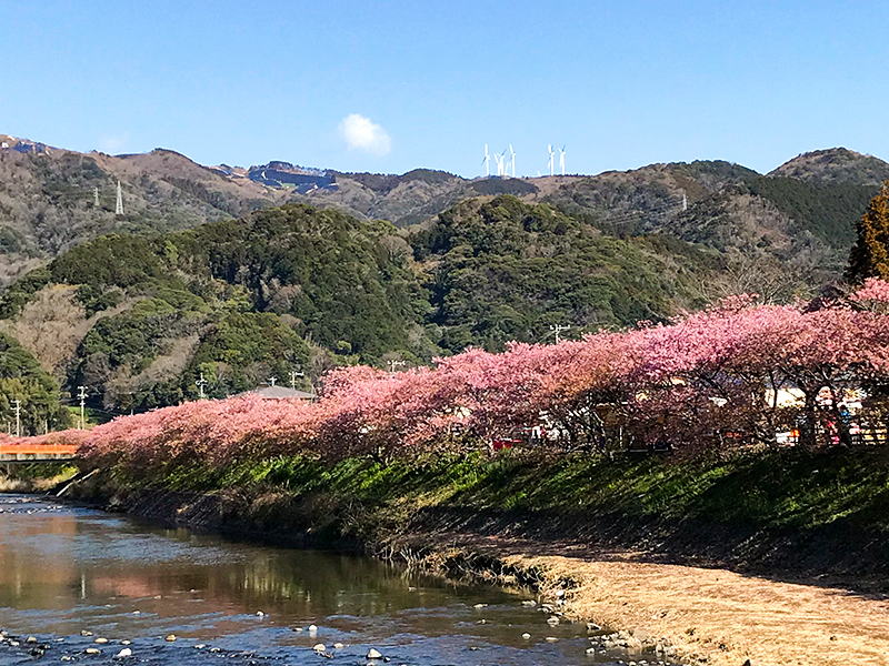 春の風物詩！早咲きで有名な伊豆の河津桜を見に行ってきました♪