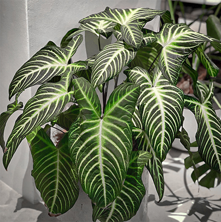 お部屋を華やかにしてくれる 観葉植物の魅力 Armonia ブログ